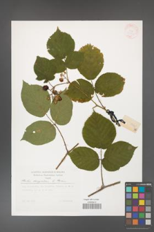 Rubus hercynicus [KOR 30040]