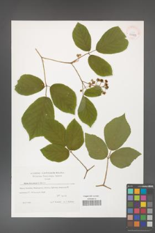 Rubus hercynicus [KOR 30039]
