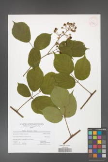 Rubus hercynicus [KOR 42710]