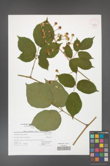 Rubus hercynicus [KOR 42823]