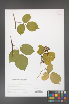 Rubus hercynicus [KOR 44003]
