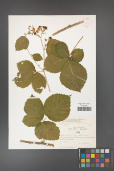 Rubus hevellicus [KOR 31257]