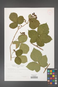 Rubus hevellicus [KOR 32887]