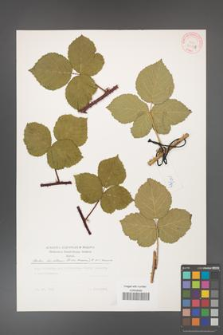 Rubus hevellicus [KOR 31035]