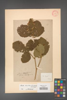 Rubus hevellicus [KOR 61a]