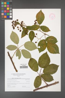 Rubus henrici-egonis [KOR 44605]