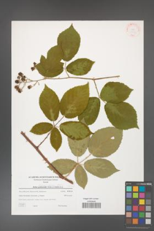 Rubus henrici-egonis [KOR 38873]