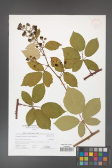 Rubus henrici-egonis [KOR 41608]