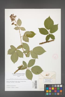 Rubus henrici-egonis [KOR 51653]