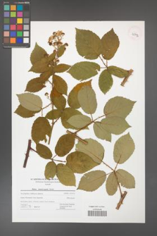 Rubus henrici-egonis [KOR 42772]