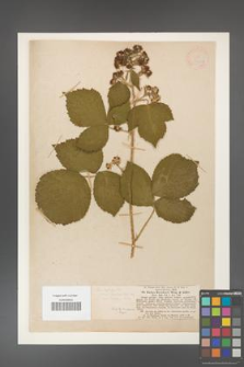 Rubus hasskarli [KOR 18480a]