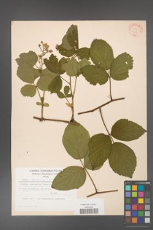 Rubus hirtus [KOR 31293]
