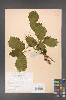 Rubus hirtus [KOR 31289]