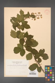 Rubus hirtus [KOR 31269]
