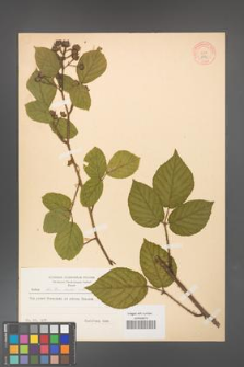Rubus hirtus [KOR 8690]