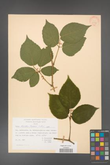 Rubus hirtus [KOR 31216]
