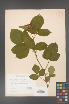 Rubus hirtus [KOR 31304]