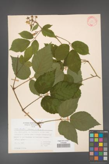 Rubus hirtus [KOR 31300]