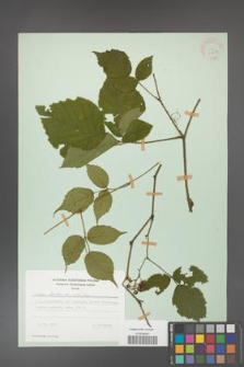Rubus hirtus [KOR 31250]