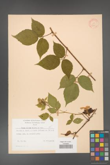 Rubus hirtus [KOR 31273]