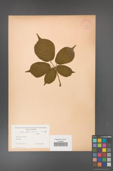 Rubus hirtus [KOR 10777]