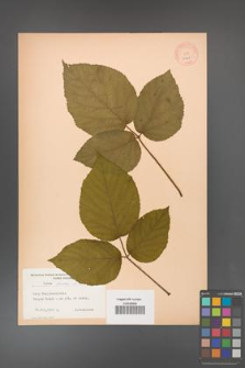 Rubus hirtus [KOR 10668]