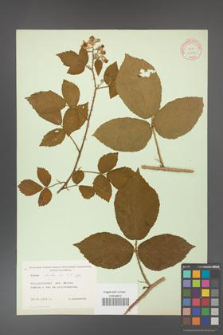 Rubus hirtus [KOR 10771]