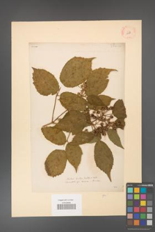 Rubus hirtus [KOR 10781]