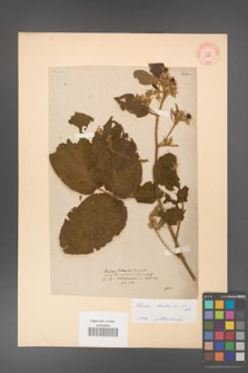 Rubus hirtus [KOR 10780]