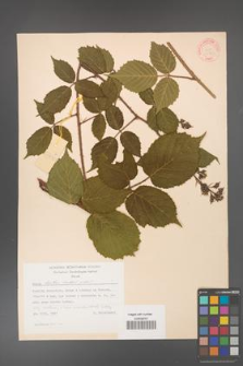 Rubus hirtus [KOR 31361]