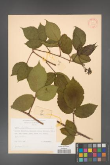 Rubus hirtus [KOR 31354]