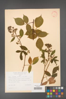 Rubus hirtus [KOR 31353]