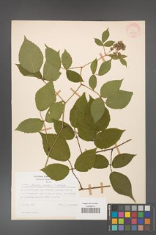 Rubus hirtus [KOR 31210]