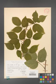 Rubus hirtus [KOR 31337a]