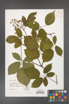 Rubus hirtus [KOR 31401]