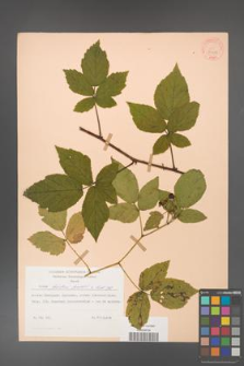 Rubus hirtus [KOR 31208]