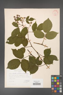 Rubus hirtus [KOR 31206]