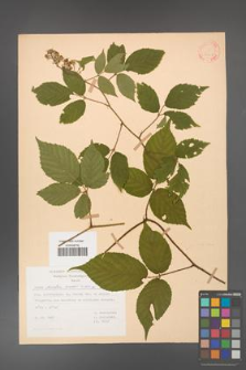 Rubus hirtus [KOR 31308]