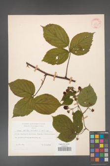 Rubus hirtus [KOR 31285]