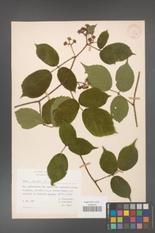 Rubus hirtus [KOR 31244]