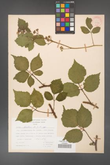 Rubus hirtus [KOR 31272]