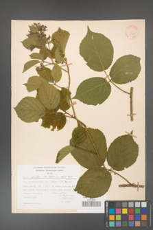 Rubus hirtus [KOR 31271]
