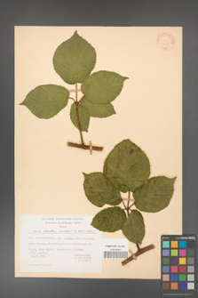 Rubus hirtus [KOR 31325]