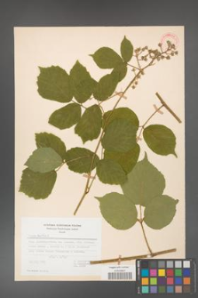 Rubus hirtus [KOR 31356]