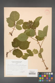 Rubus hirtus [KOR 31357]