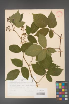 Rubus hirtus [KOR 31278]