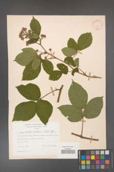 Rubus hirtus [KOR 31330]