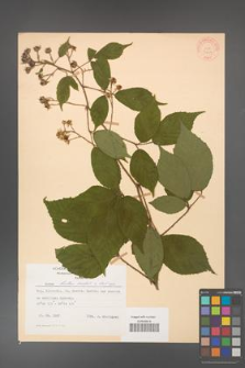 Rubus hirtus [KOR 31213]