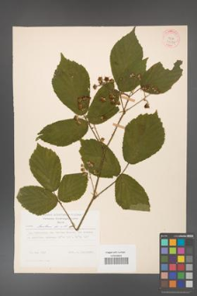 Rubus hirtus [KOR 31242]