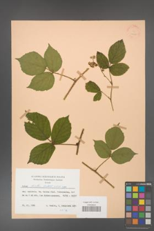 Rubus hirtus [KOR 25678]